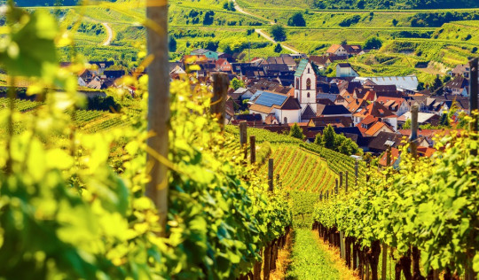 Regiony winiarskie Niemiec