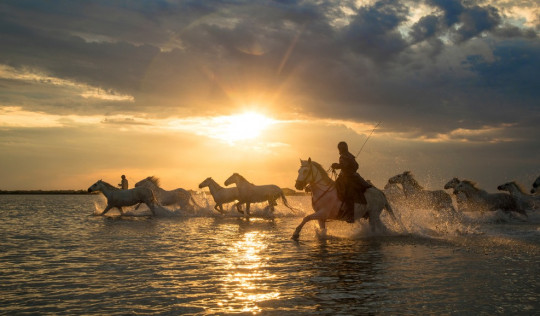camargue konie pędzące po wodzie
