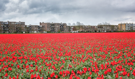 holandia nordwijk pole tulipanow
