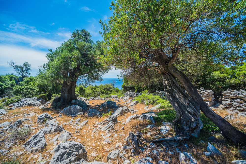 Wyspa Pag drzewa oliwne