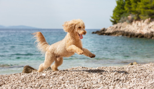 Plaże na pobyty z psami w Chorwacji