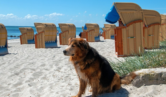 Najlepsze plaże dla psów w Niemczech