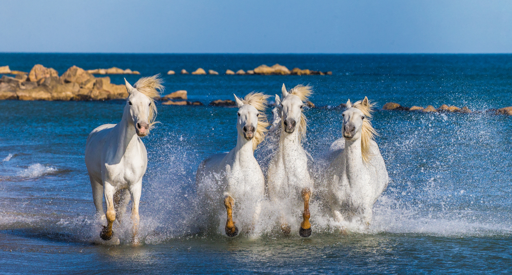 camargue white horses