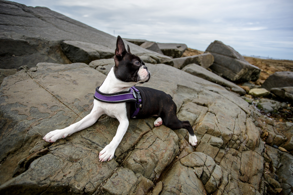 pies na kamieniu na plazy