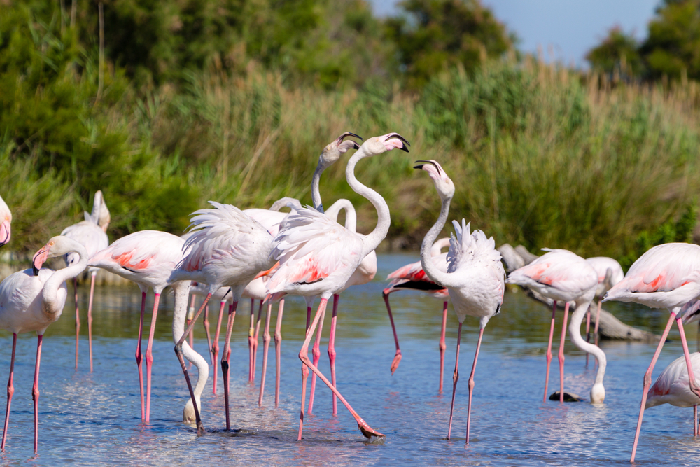 camargue pink flamingos