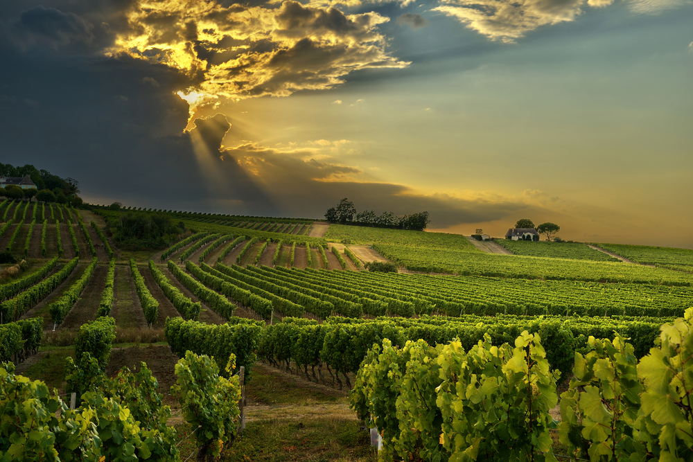 Winnice na południu Francji