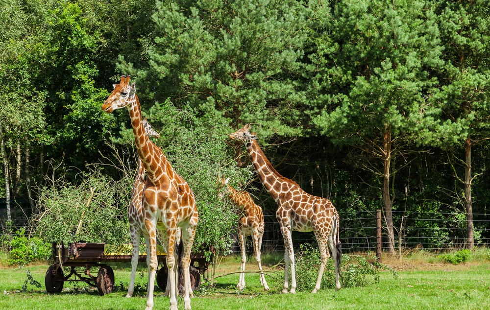 Rodzinny park rozrywki Serengeti w Niemczech