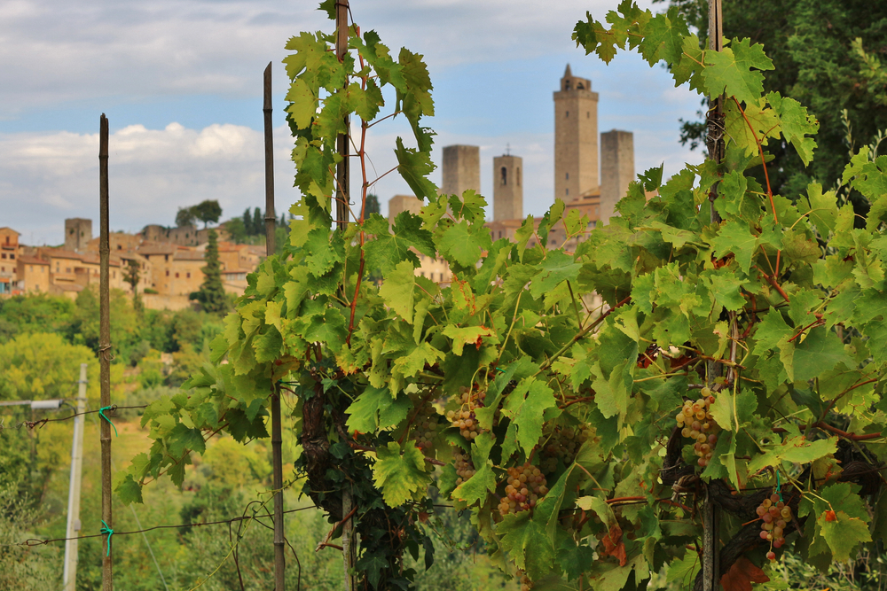 Winogrona Vernaccia di San Gimignano