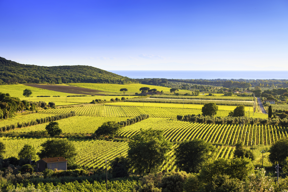 Bolgheri Supertuscan