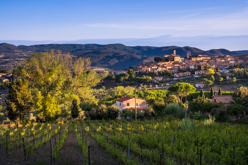 Winnice Montescudaio