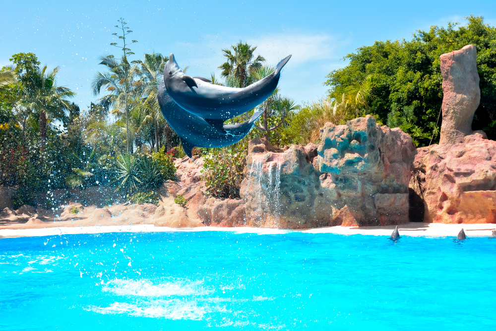 Loro Parque Teneryfa